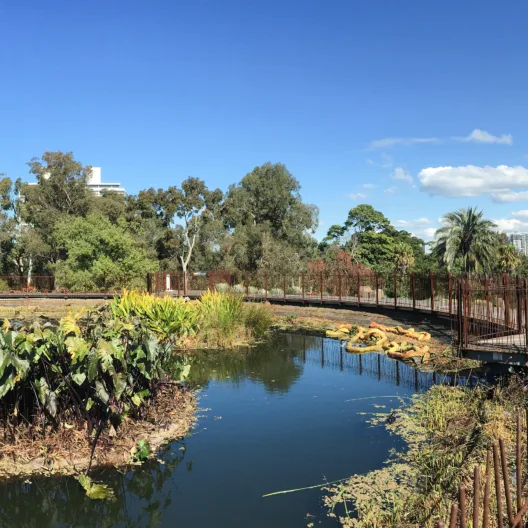 Spot where Nick Cave planted a lime tree — Melbourne, Australia